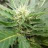 Auto Black Domina feminised Ganja Seeds