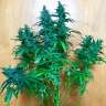 Commander par ligne des graines de marijuana Jack
