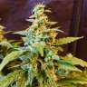 Commander en ligne des graines de cannabis Jack