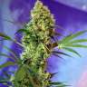 Commander des graines de chanvre féminisées à autofloraison Skaar