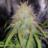 Auto Blue Amnesia feminised Ganja Seeds