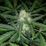 Auto Blue Amnesia feminised Ganja Seeds