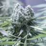 Acheter des graines de cannabis Critical Acheter des graines de cannabis Critical