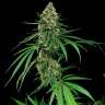 Commander des graines de cannabis Critical Commander des graines de cannabis Critical