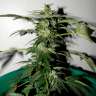 Commander en ligne des graines de cannabis Critical Commander en ligne des graines de cannabis Critical