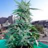 Commander avec livraison des graines de cannabis Critical Commander avec livraison des graines de cannabis Critical