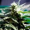 Acheter des graines de marijuana Critical Acheter des graines de marijuana Critical