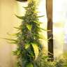 Auto Great White feminised Ganja Seeds