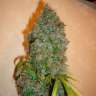 Auto Kali Mist feminised Ganja Seeds