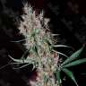 Auto Kali Mist feminised Ganja Seeds
