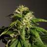 Graines de chanvre féminisées à autofloraison White Dwarf