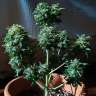Acheter des graines de cannabis White Dwarf