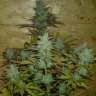 Commander des graines de cannabis White Dwarf