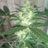 Acheter des graines de marijuana White Dwarf