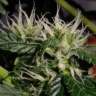 Commander des graines de marijuana White Dwarf