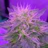 Commander par ligne des graines de marijuana White Dwarf