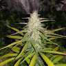 Auto Lemon Haze feminised Ganja Seeds Auto Lemon Haze feminised Ganja Seeds