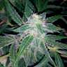 Commander des graines de cannabis Blueberry x Sweet Tooth