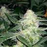 Commander en ligne des graines de cannabis Blueberry x Sweet Tooth
