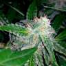 Acheter des graines de marijuana Blueberry x Sweet Tooth