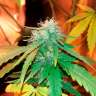 купить семена конопли в Украине Bubblelicious feminised купить семена конопли в Украине Bubblelicious feminised