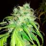 купить семена конопли феминизированные Bubblelicious feminised купить семена конопли феминизированные Bubblelicious feminised