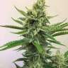 Auto Orange feminised Ganja Seeds