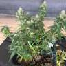 Auto Pineapple feminised Ganja Seeds Auto Pineapple feminised Ganja Seeds
