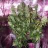 Auto The Ultimate feminised Ganja Seeds