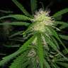 Commander des graines de chanvre féminisées à autofloraison Maxigom x Northern Lights Commander des graines de chanvre féminisées à autofloraison Maxigom x Northern Lights