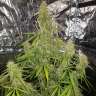 Commander des graines de marijuana New York Diesel