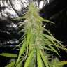 Acheter des graines de marijuana New York Diesel