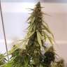 Commander en ligne des graines de cannabis New York Diesel