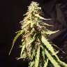 Commander des graines de cannabis New York Diesel