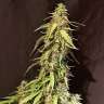 Acheter des graines de cannabis New York Diesel