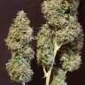 Commander des graines de chanvre féminisées à autofloraison New York Diesel