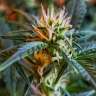 Acheter des graines de cannabis Auto New York Diesel feminised