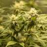 Commander des graines de chanvre féminisées à autofloraison Fruit