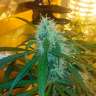 Acheter des graines de cannabis Power Plant Acheter des graines de cannabis Power Plant