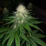 Acheter des graines de chanvre féminisées à autofloraison Power Plant Acheter des graines de chanvre féminisées à autofloraison Power Plant