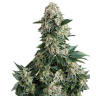 Acheter en ligne des graines de chanvre féminisées à autofloraison New York City