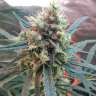 купить семена конопли недорого Amnesia feminised купить семена конопли недорого Amnesia feminised
