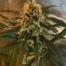 купить урожайные семена конопли Amnesia feminised купить урожайные семена конопли Amnesia feminised