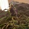 купить мощные семена конопли Amnesia feminised купить мощные семена конопли Amnesia feminised