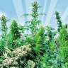 где можно заказать семена конопли MIX feminised