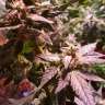 Commander en ligne des graines de cannabis AK 49 Commander en ligne des graines de cannabis AK 49