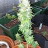 Commander des graines de cannabis AK 49 Commander des graines de cannabis AK 49