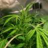 Acheter des graines de cannabis Auto АK 49 feminised Acheter des graines de cannabis Auto АK 49 feminised