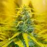 купить семена конопли в Украине Blue Mango feminised