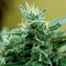 купить семена конопли феминизированные Blue Mango feminised